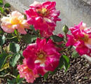 Masquerade Rose
