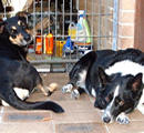 Dogs