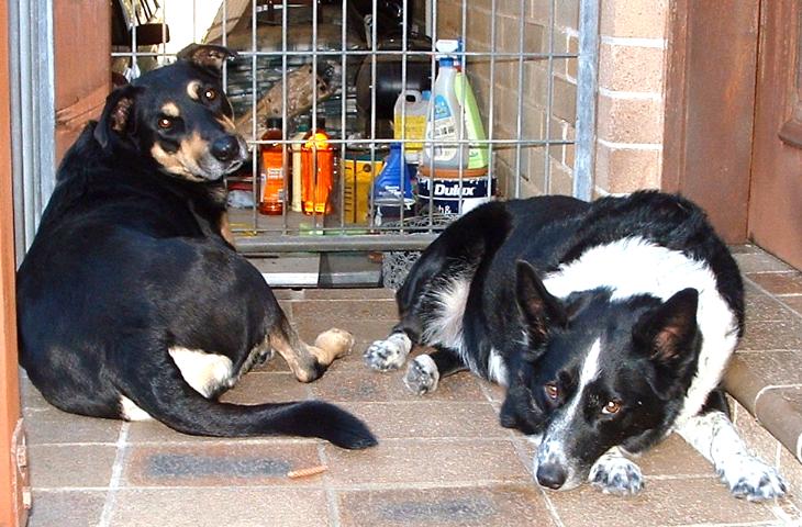 Dogs